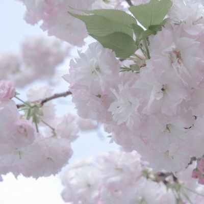 兽设Q版设计教程FurryQQ群