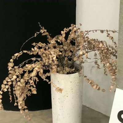 Furry二次元拟人美学兽圈群